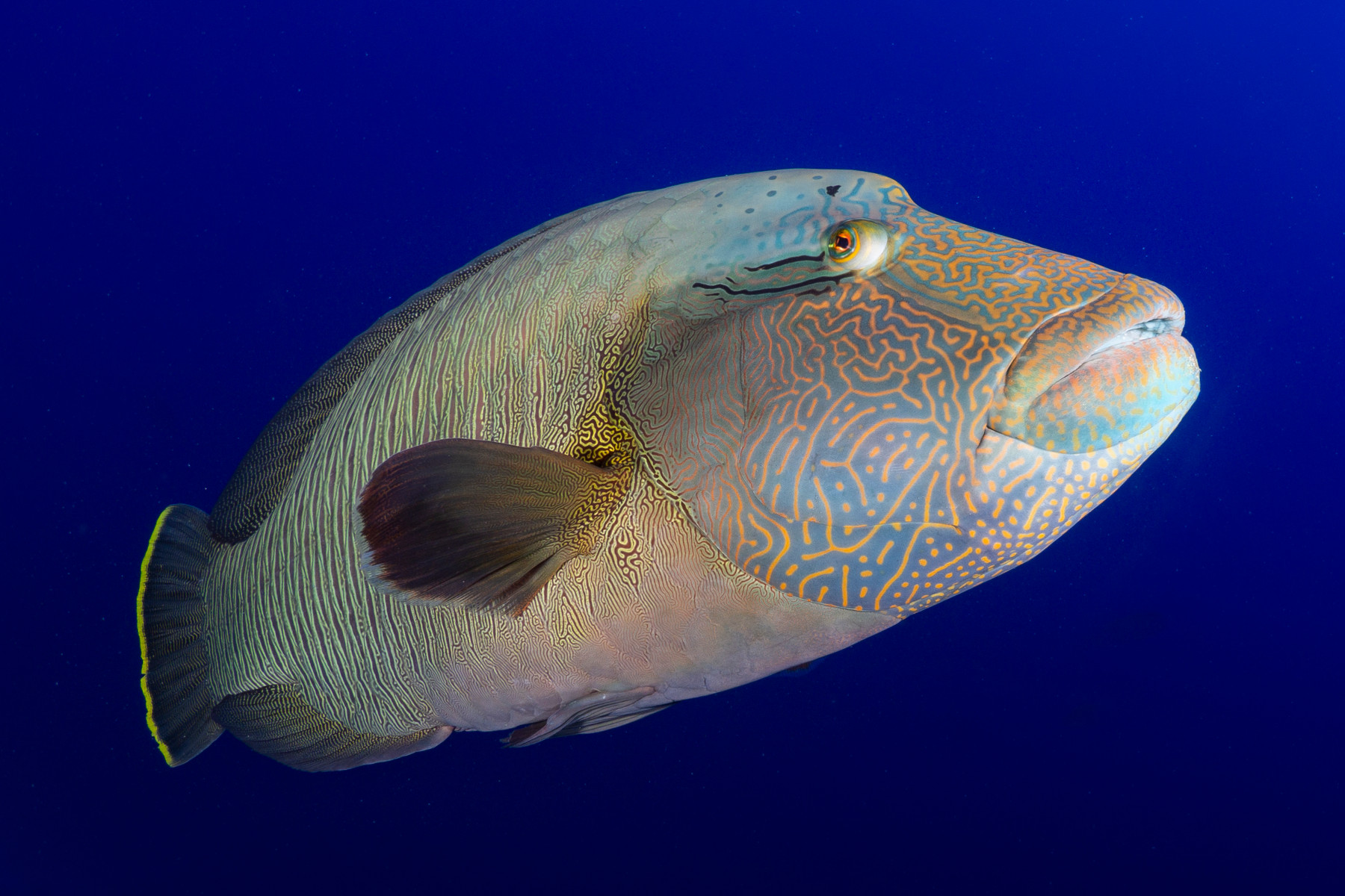 Cheilinus undulatus