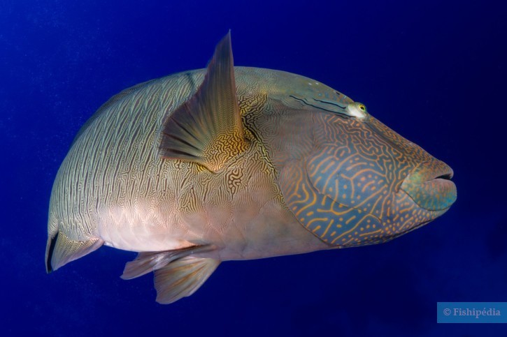 Cheilinus undulatus - Pesce napoleone