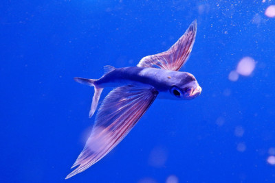 Exocoetus volitans Exocoetidae