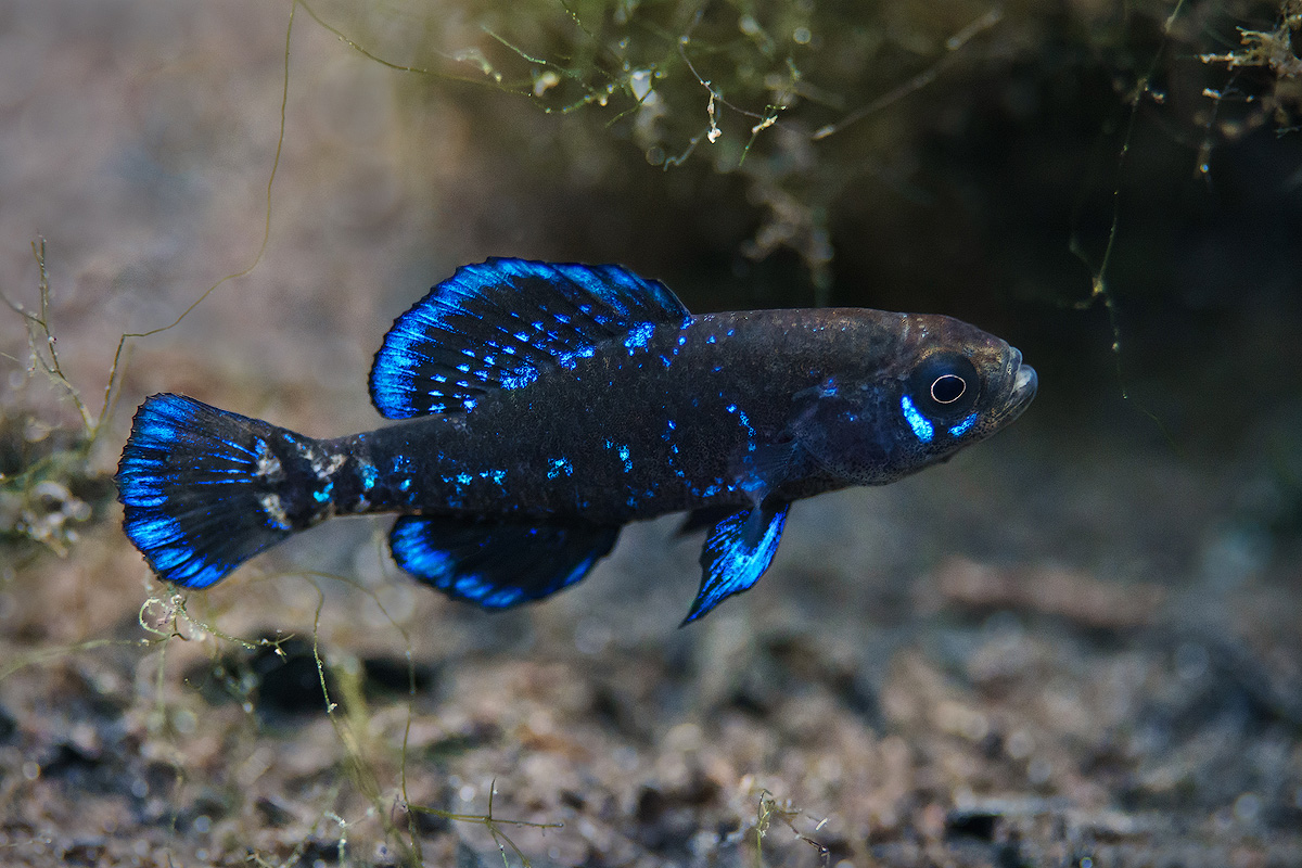 Elassoma gilberti