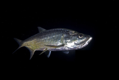 Megalops atlanticus Megalopidae