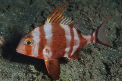 Pagrus auriga Sparidae