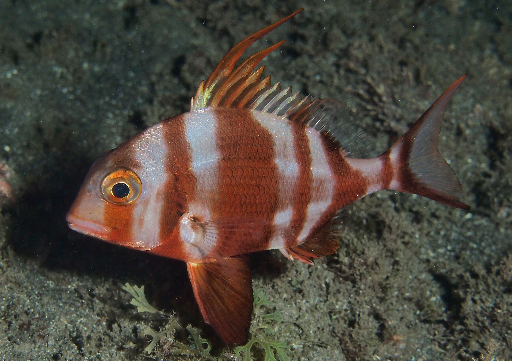 Pagrus auriga