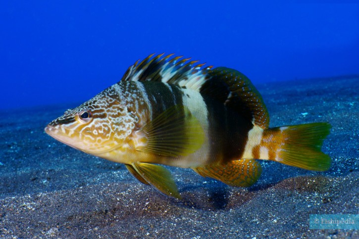 Serranus scriba