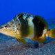 picture of Serranus scriba