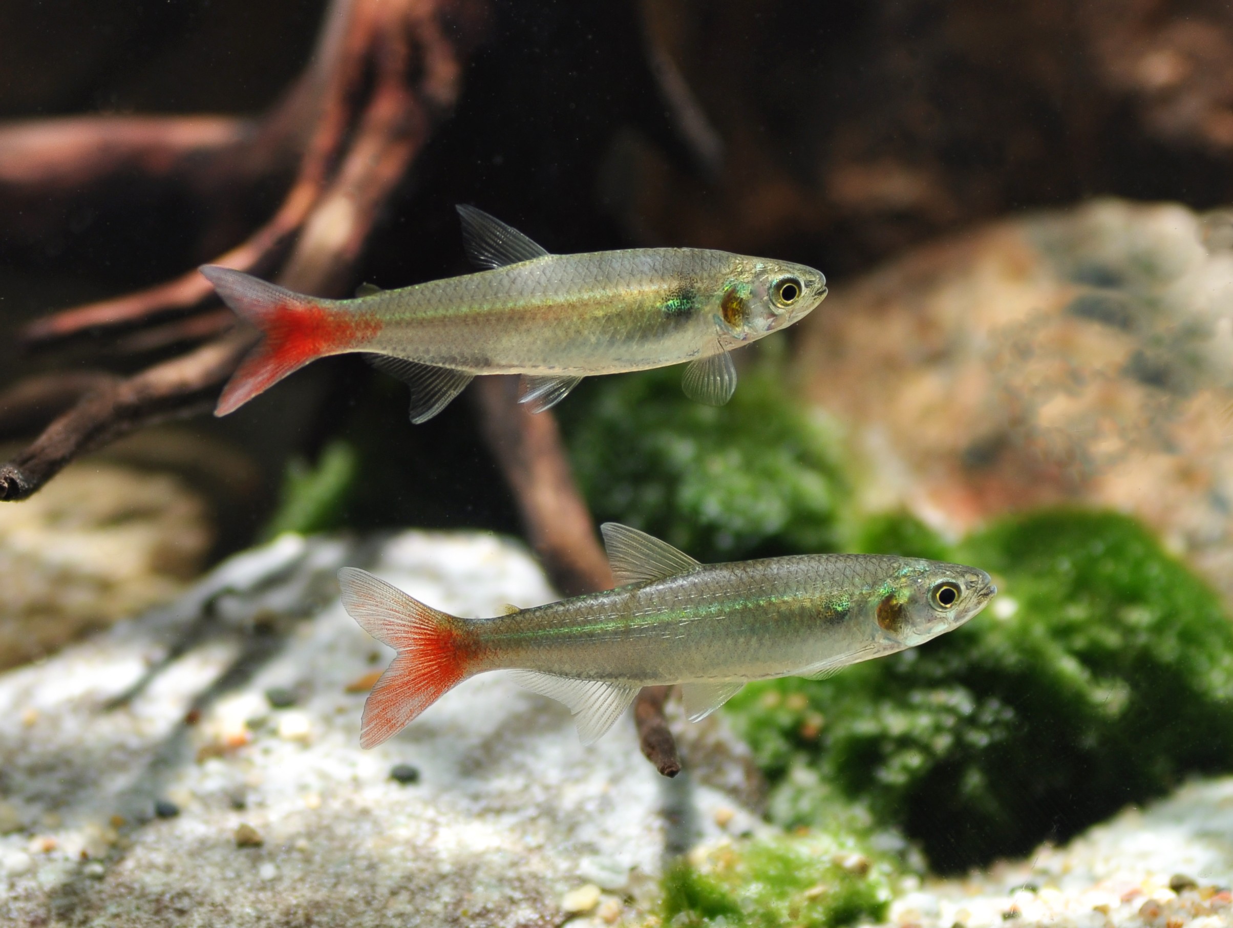 Aphyocharax rathbuni
