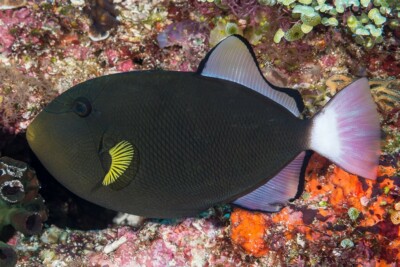 Melichthys vidua Balistidae