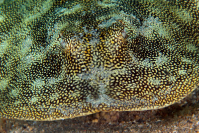 Urobatis jamaicensis Urotrygonidae