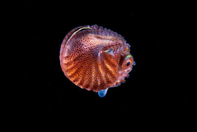 Espèce : Argonauta argo