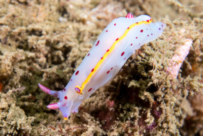Hypselodoris bennetti Chromodorididae