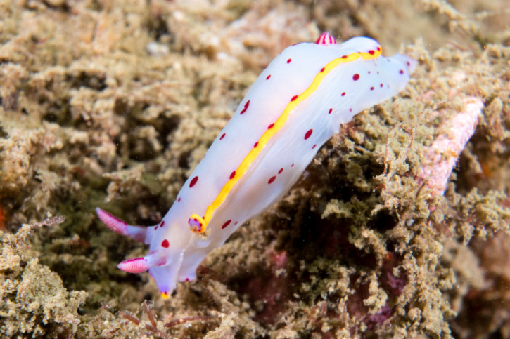 Hypselodoris bennetti