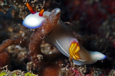 Hypselodoris bullockii Chromodorididae