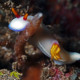 picture of Hypselodoris bullockii