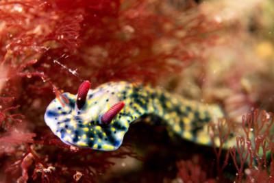 Hypselodoris obscura Chromodorididae