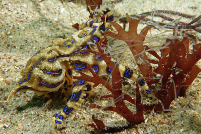 Hapalochlaena fasciata Octopodidae