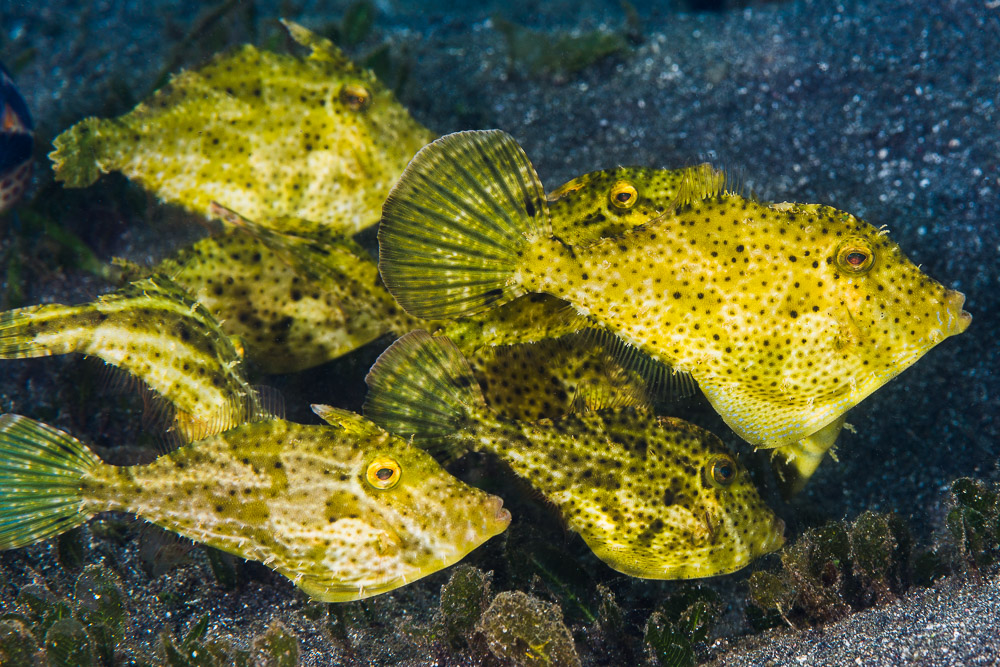 Monacanthidae