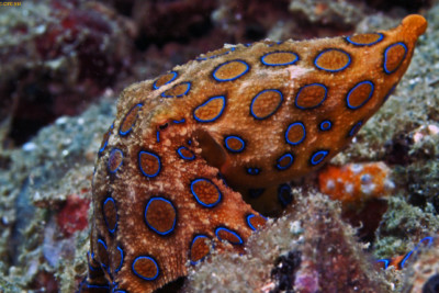 Hapalochlaena maculosa Octopodidae