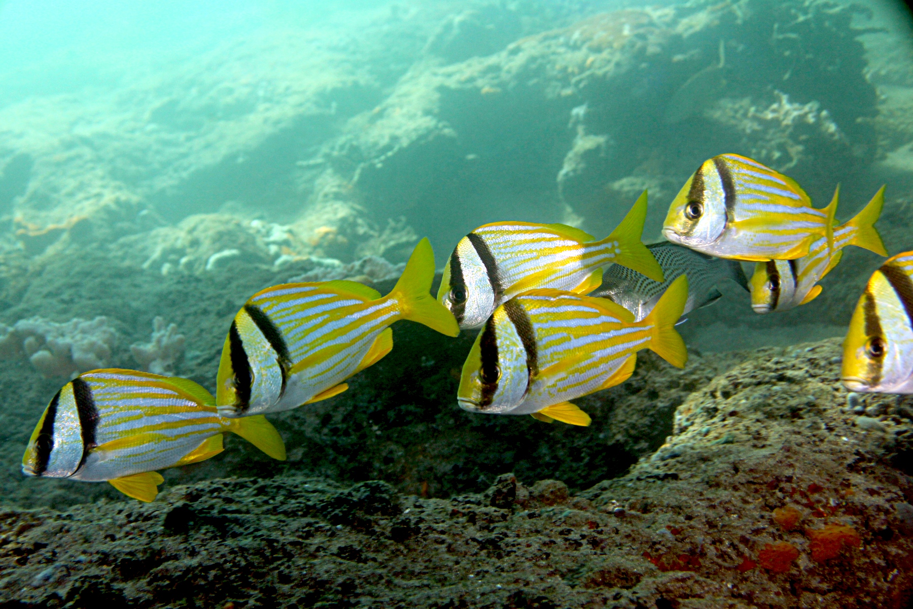 Anisotremus