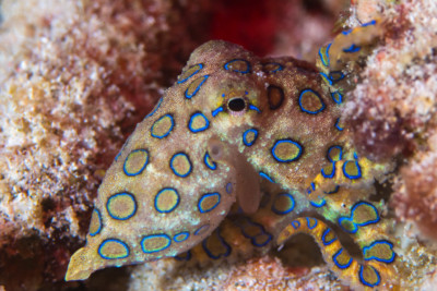 Hapalochlaena lunulata Octopodidae