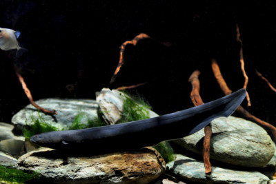 Espèce : Electrophorus electricus