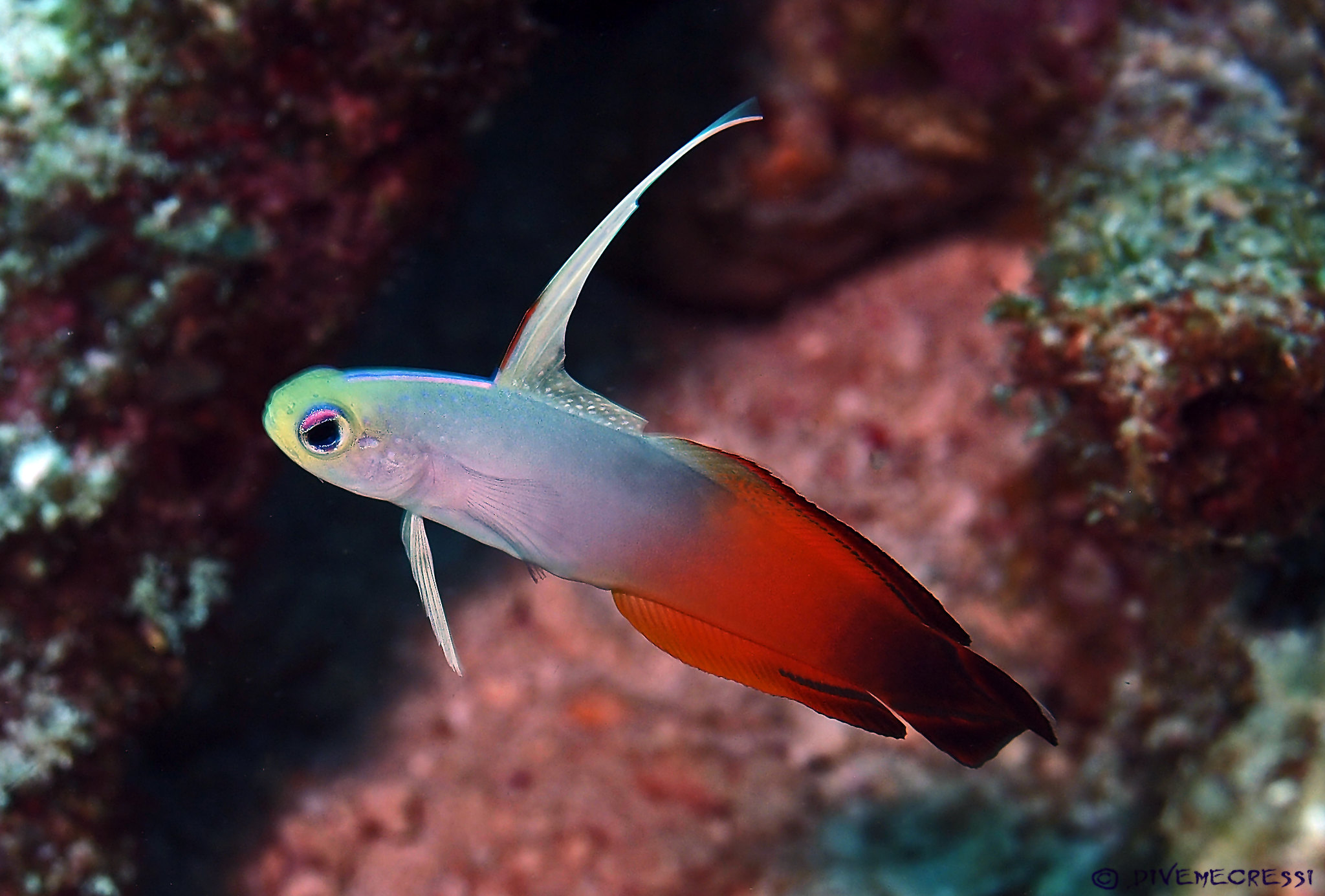 Nemateleotris