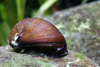nérite sombre Neritidae