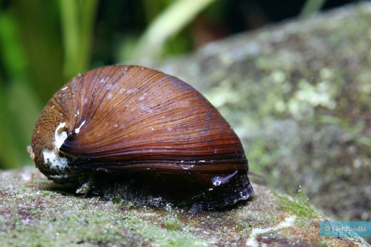 Neritina pulligera