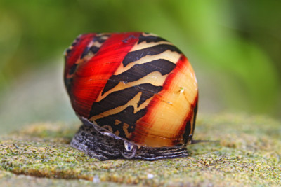 Vittina waigiensis Neritidae