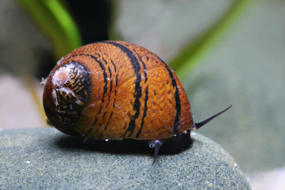 Neritodryas sp. Batik Neritidae