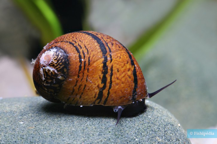 Neritodryas sp. Batik