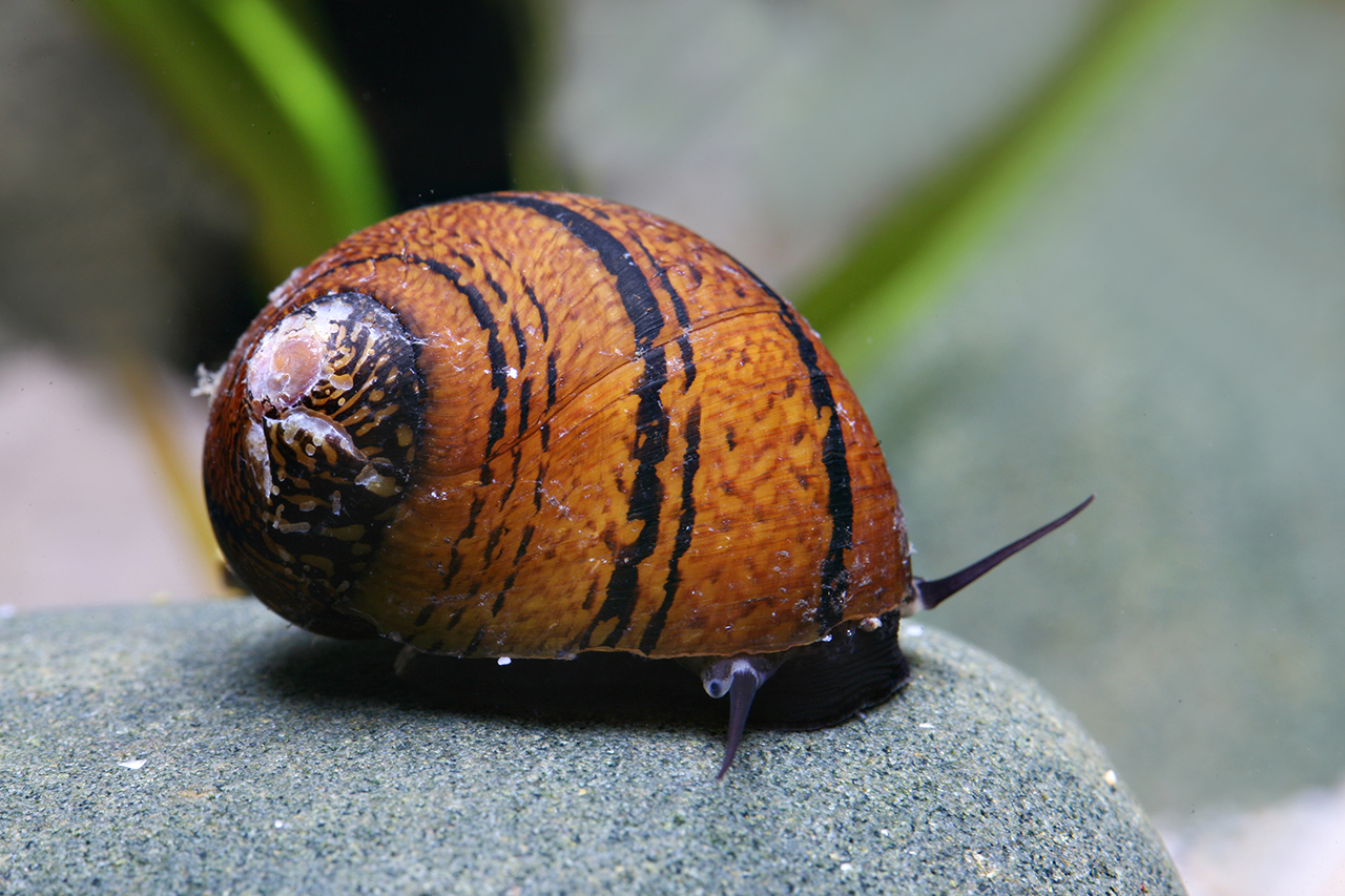 Neritodryas sp. Batik