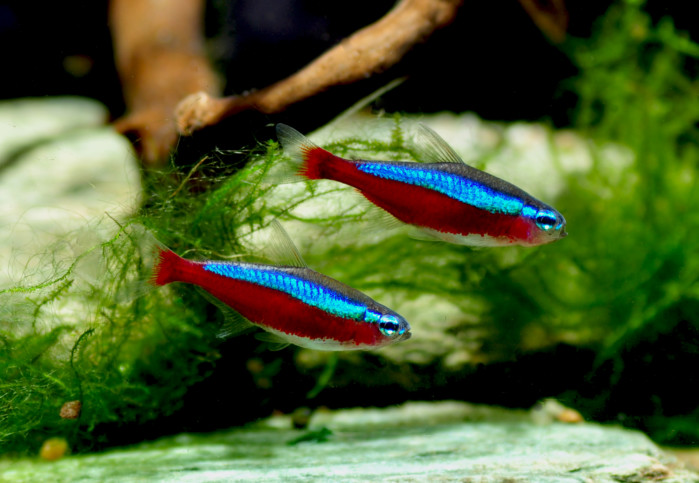 Cardinalis - Paracheirodon axelrodi