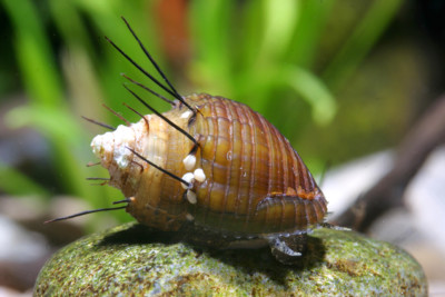 Thiara cancellata Thiaridae