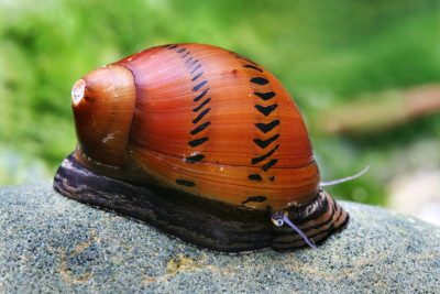 Vittina semiconica Neritidae