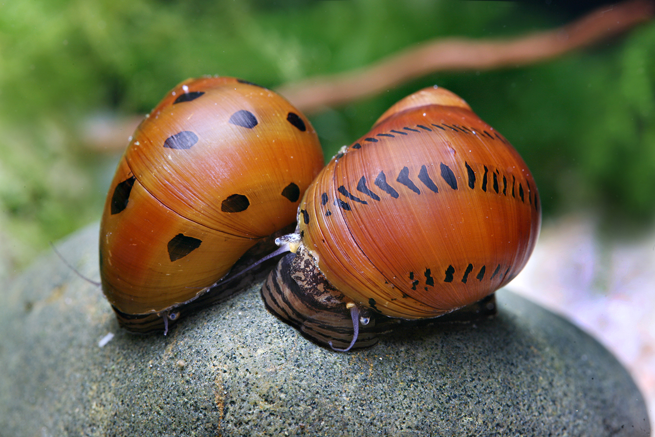 Vittina