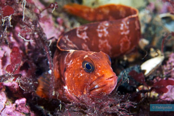 Anarhichas lupus