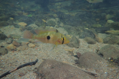 Geophagus brasiliensis Cichlidae