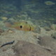 picture of Geophagus brasiliensis
