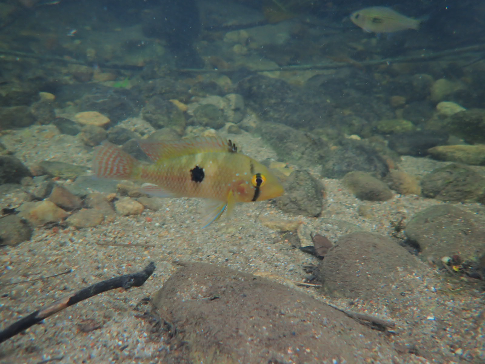 Geophagus brasiliensis