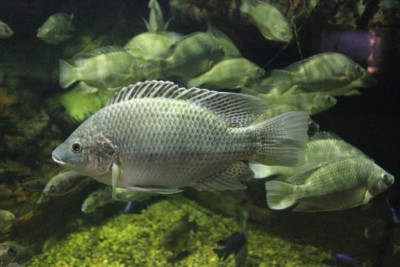 Oreochromis mossambicus Cichlidae