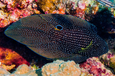 Calloplesiops altivelis Plesiopidae