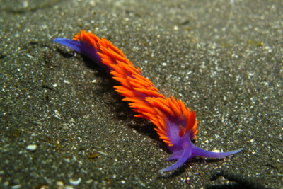 Flabellina iodinea Aeolidacea