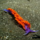 picture of Flabellina iodinea