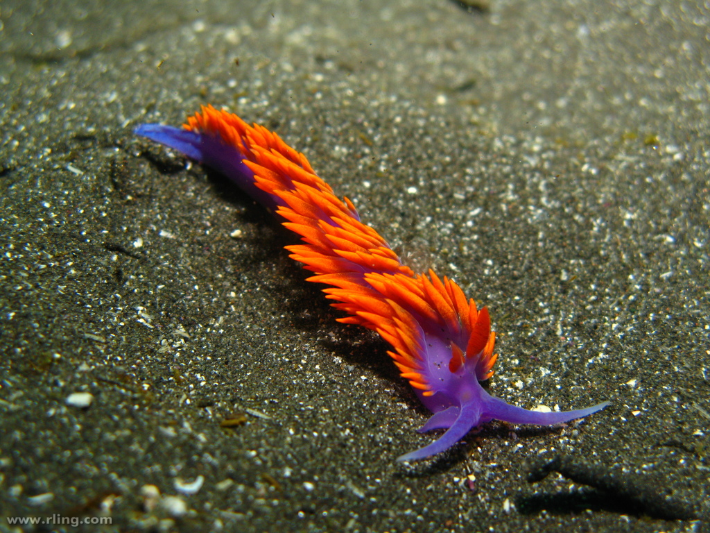 Flabellina iodinea