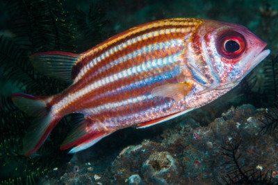 Sargocentron rubrum Holocentridae