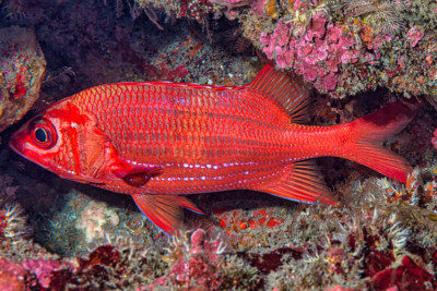 Sargocentron tiere Holocentridae