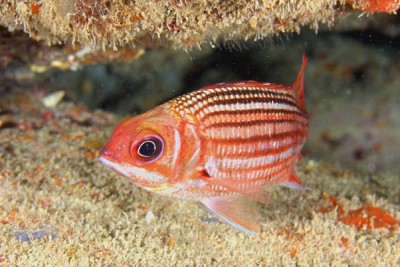 Sargocentron vexillarium Holocentridae
