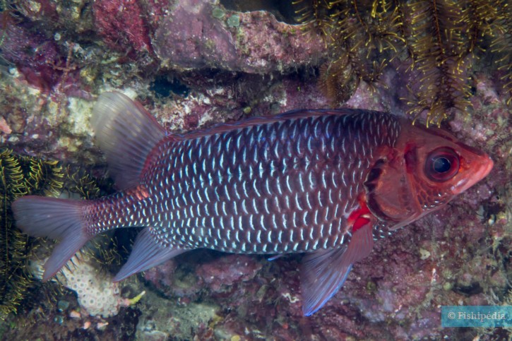 Sargocentron violaceum