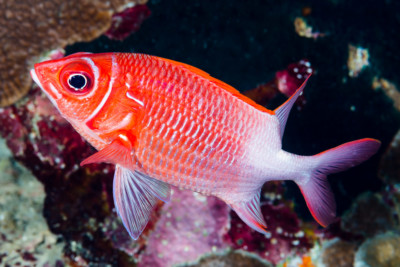 Sargocentron caudimaculatum Holocentridae