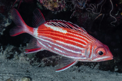 Sargocentron diadema Holocentridae